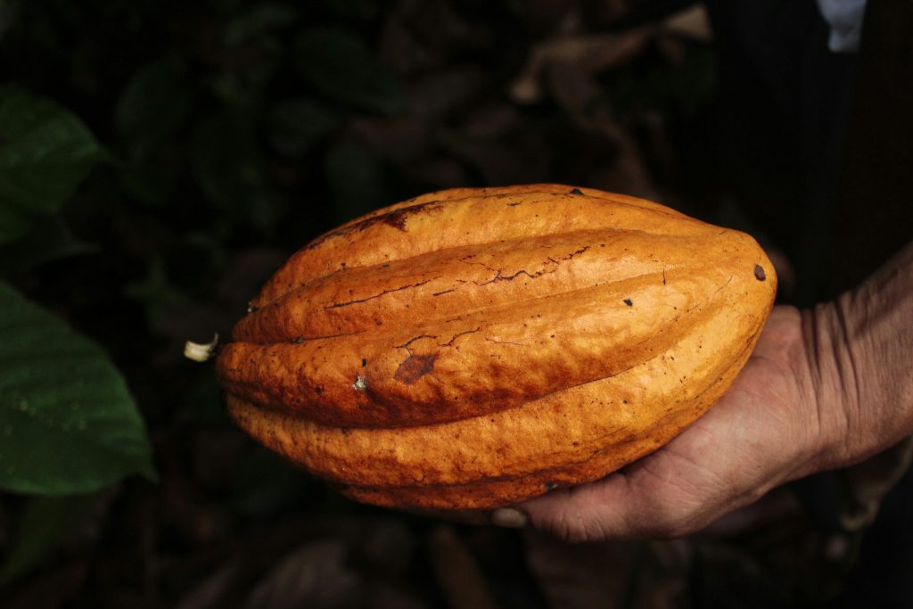 A vivid close-up of a hand holding a mature cacao pod in a lush setting.